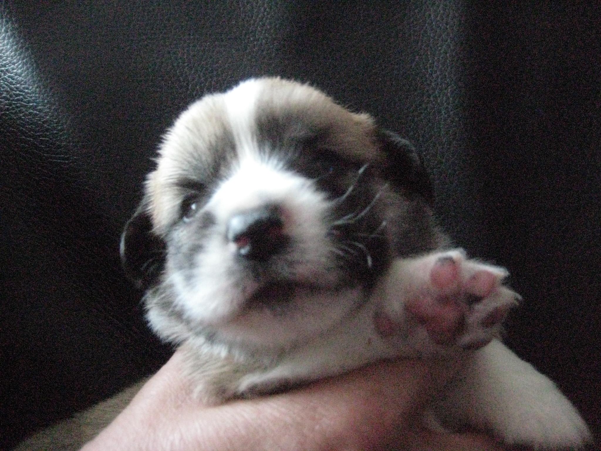 Pup